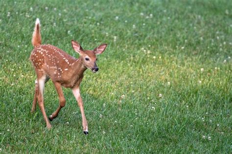 White Tailed Deer Fawn In An Open Meadow Stock Photo Image Of Meadlow