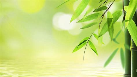 Green Bamboo Wallpapers Top Free Green Bamboo Backgrounds
