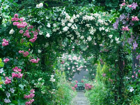 5 Simple Steps To Create A Rose Garden At Home Au