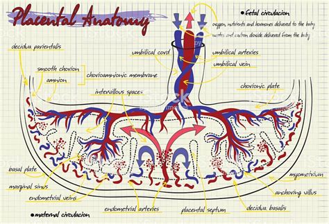 Diagram Of The Structure Of Human Placenta Royalty Free Placenta