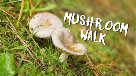 Mushroom Walk Youtube
