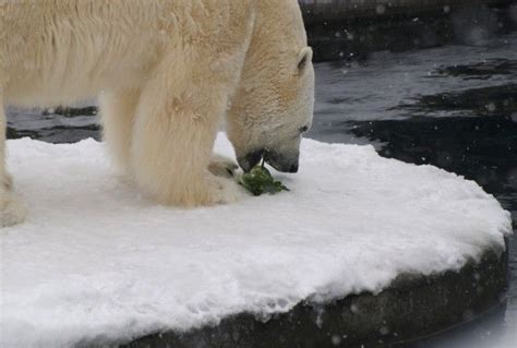 Polar Bears Whose Main Food Source Is Typically Seals Have Seen A