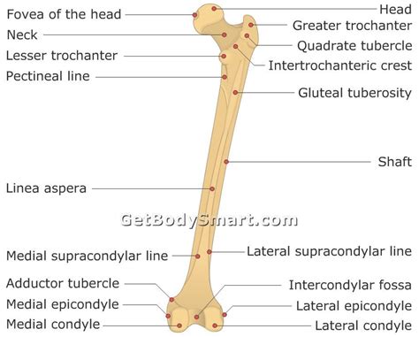 Lesser Trochanter Muscle Attachments