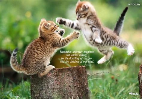 Here, in no particular order, are ten of our favorite quotes of all time about our feline friends. Happy Friendship Day Funny Cat HD