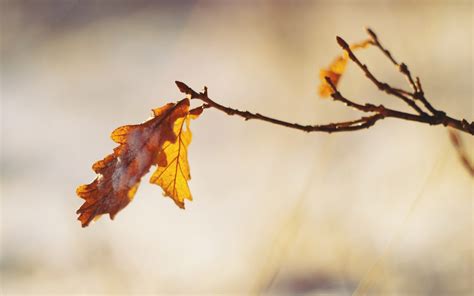 Wallpaper Branch Dry Autumn Leaves 1680x1050 673428 Hd