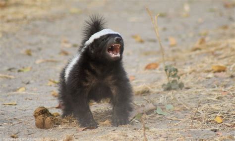 Crazy Baby Honey Badger At Camp Linyanti Africa Geographic