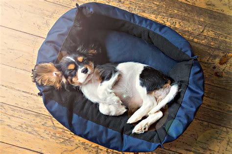 ¿cómo Enseñar A Mi Perro A Dormir En Su Cama Filosofía Animal