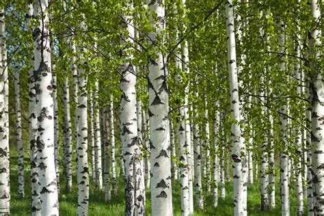 Birches Trees Forest Tree Free Photo On Pixabay Pixabay