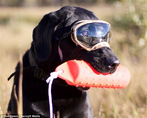 Rex Specs Doggles Protect Your Pets Eyes From Uv Rays Wind And Dust