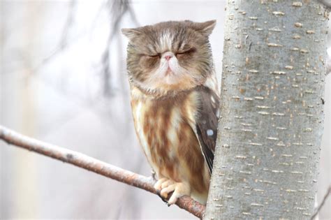 15 Owls With Cat Faces Because Who Knows Why