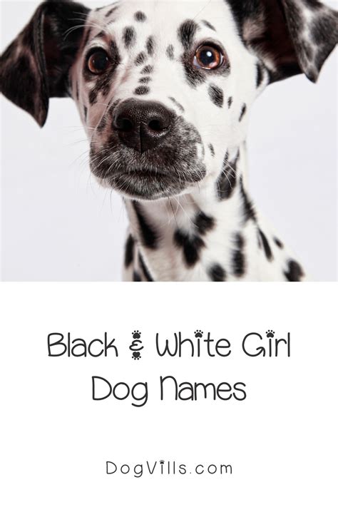 Looking For Some Amazing Black And White Dog Names For Your New Pup We