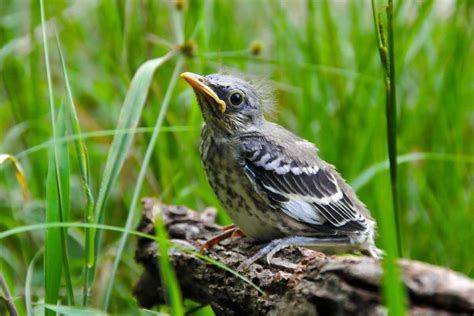 Baby Mockingbird All The Facts You Need To Know Bird Nature