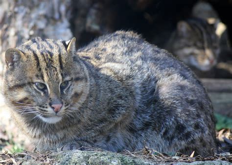 Smithsonian National Zoo Fishing Cat Tues 28 Feb 2012 125 Flickr