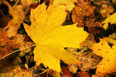 Free Picture Wood Flora Ground Yellow Leaf Nature Autumn Foliage