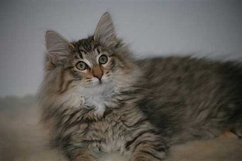 Cat Breed Of The Day Norwegian Forest Cat