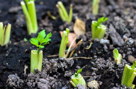 Growing Celery From A Stalk Is Easy As Pie