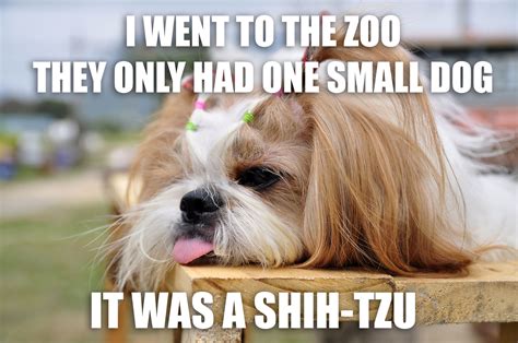 Shih Tzu Zoo Joke More — Weird World