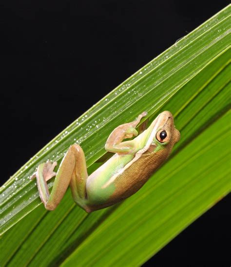 Free Images Tree Frog Green Amphibian Hyla Banana Leaf Shrub