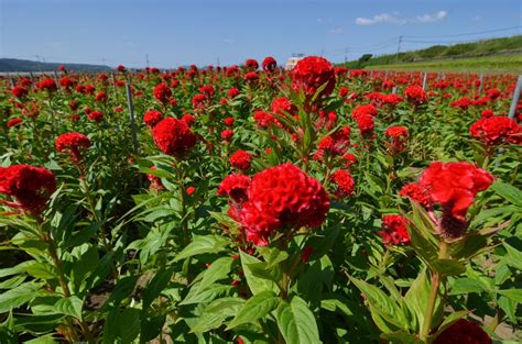 Luluskin Garden Bushes With Red Flowers Weigela Sonic Bloom Red