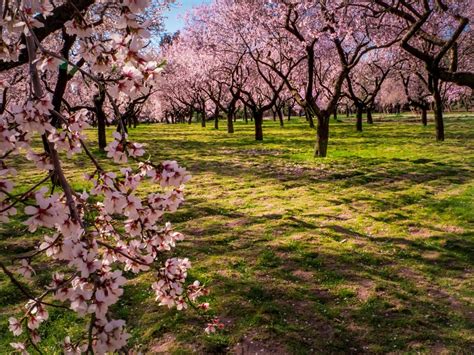 Flowering Pink Almond How To Care For Growing Flowering Almonds
