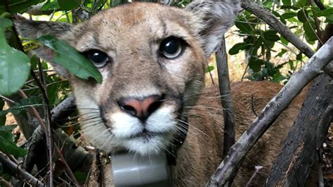 Mountain Lion Found In Southern California Tree Tagged By Researchers