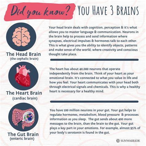 Your Three Brains How Your Head Heart And Gut Work Together For A