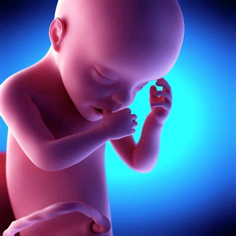 Human Fetus At Week 30 Of Gestation Photograph By Sebastian Kaulitzkiscience Photo Library Pixels