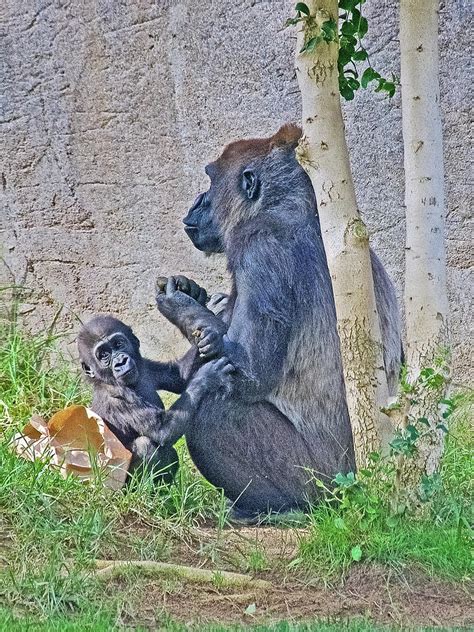 Mother And Baby Gorilla After Lunch In San Diego Zoo Safari Park Near
