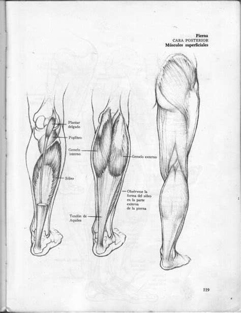 Anatomia Artistica Dibujo Anatomico De La Figura Humana Drawings Porn
