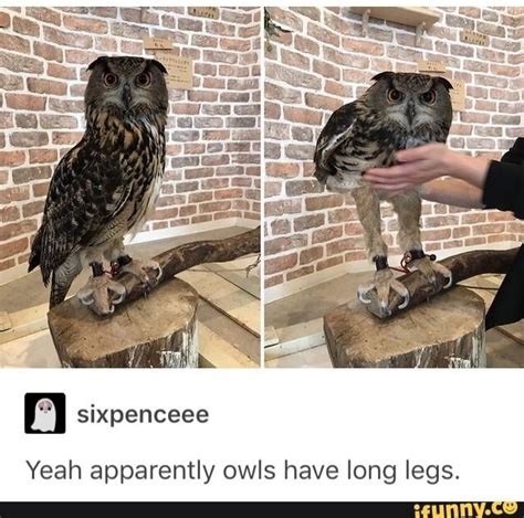 Animal Memes Funny Animals Cute Animals Neko Owl Legs Owl Photos