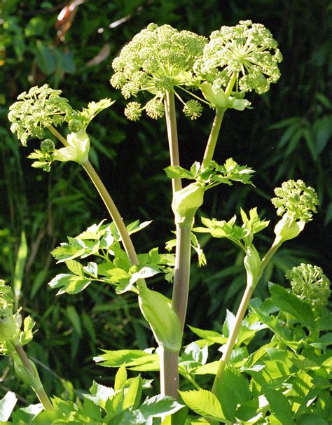 Angelica Several Kinds Eradicate By Pulling Out And Preventing