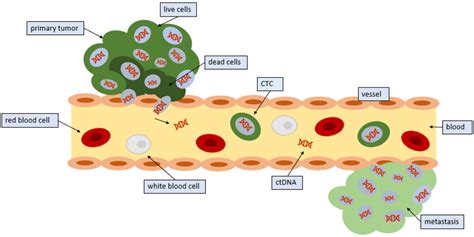 Cancers Free Full Text Circulating Tumor Cells From The Laboratory