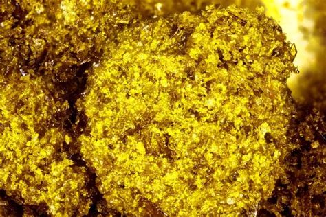 Alex was able to look him in the eye to prove dominance over him and managed to kill him. Gold Dust Strain Information | Cannafo | Marijuana ...