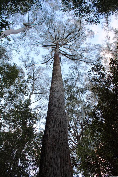 Tall Tree In Queensland Geographic Media