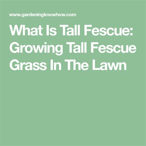 What Is Tall Fescue Growing Tall Fescue Grass In The Lawn Tall