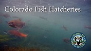 Colorado Fish Hatcheries | Fish hatchery, Colorado travel, Homeschool ...