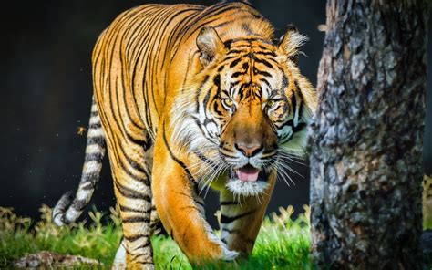 Wallpaper Animals Tiger Wildlife Big Cats Zoo Fauna Vertebrate