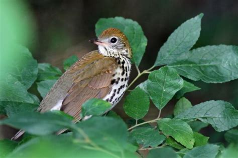 Faqs Forest Management For Birds Audubon North Carolina