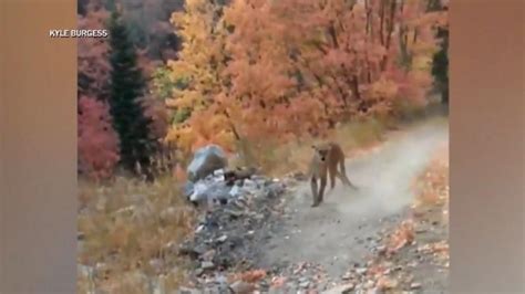Utah Hiker Stalked By A Cougar For 6 Minutes While He Sloooowly Backed Away