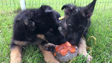 Below is a sample search of our cockapoo breeders with puppies for sale. N Florida Male AKC German Shepherd Puppies for sale Vom ...
