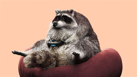 Wallpaper Raccoon Joystick Funny Gamepad Game Hd Picture Image