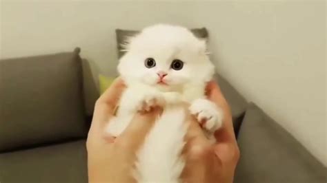 Cute Kittens Youtube