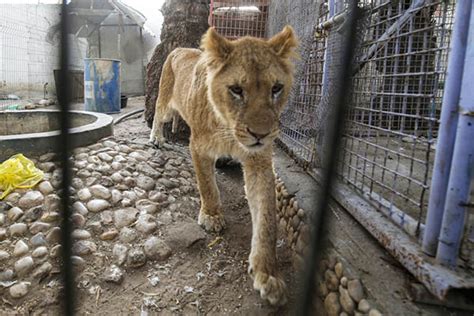 Over 40 Zoo Animals Evacuated From Gaza Strip