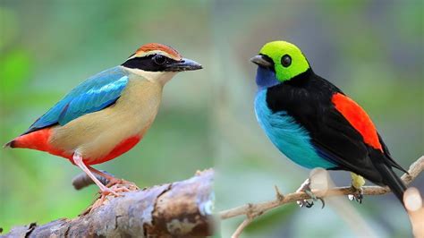 10 Most Beautiful Small Birds In The World Youtube In 2020 Birds
