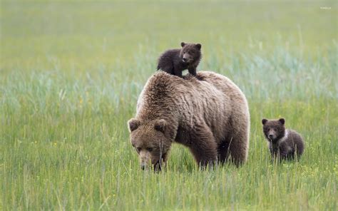 Brown Bear With Cubs 2 Wallpaper Animal Wallpapers 42867