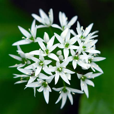 Buy Wild Garlic Syn Allium Ursinum Allium Ursinum