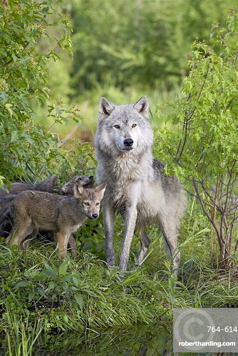 Gray Wolf Canis Lupus Adult Stock Photo