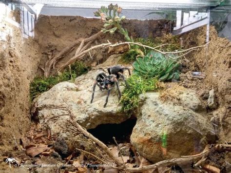 Tarantula Habitat 20 Awesome Tarantula Enclosures To Inspire You Images Tarantula Heaven