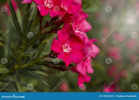 Flowers Of Nerium Oleander Also Known As Rose Laurel Adelfa Blanca Etc