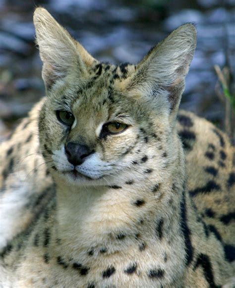 African Serval